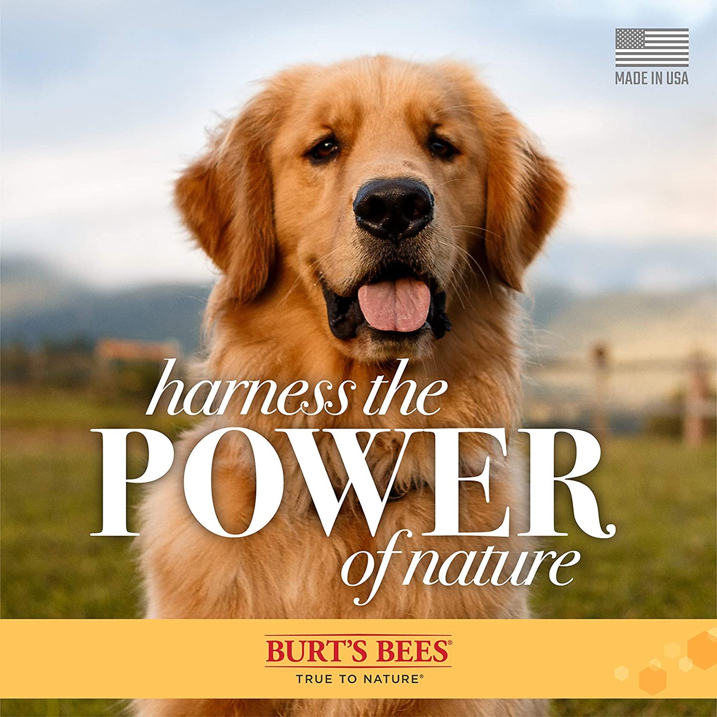 Champú Natural Avena Para Perros Con Harina De Avena Coloidal Miel Para Calmar